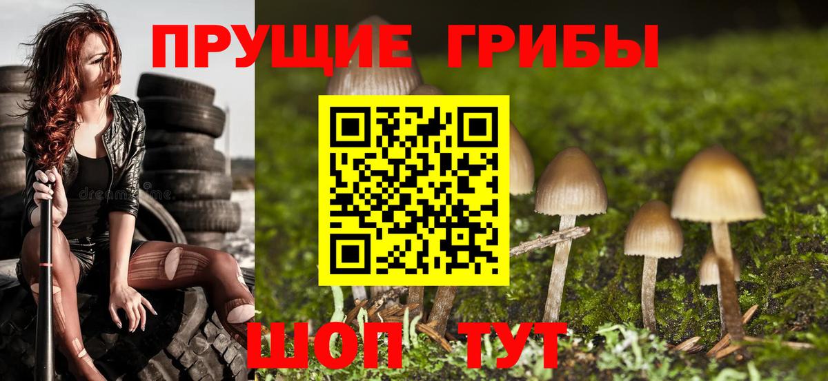 Галлюциногенные грибы Psilocybe Красноуфимск